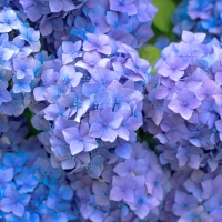 Hydrangea