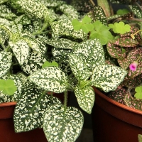 Hypoestes