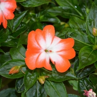 Impatiens