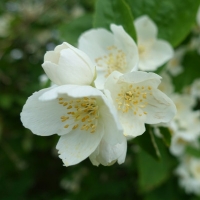 Jasminum