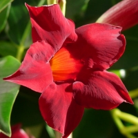 Mandevilla