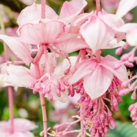 Medinilla