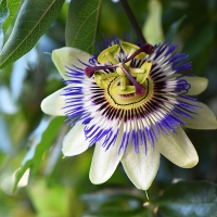 Passiflora