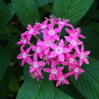 Pentas