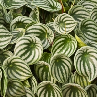 Peperomia