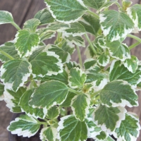 Plectranthus