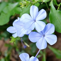 Plumbago