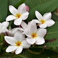 Plumeria