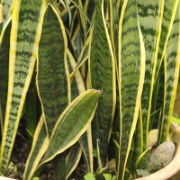 Sansevieria