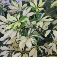 Schefflera