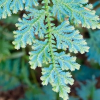 Selaginella