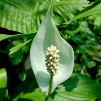 Spathiphyllum