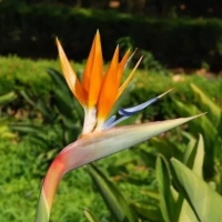 Strelitzia Reginae