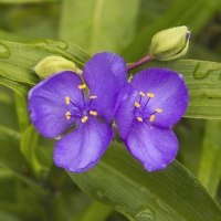 Tradescantia