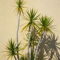 Yucca