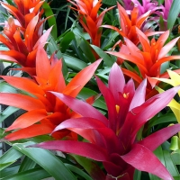 Guzmania