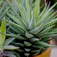 Haworthia fasciata