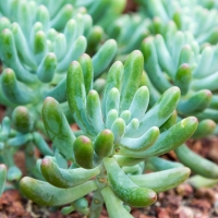 Sedum pachyphyllum