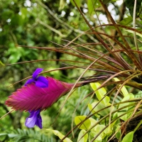 Tillandsia