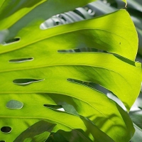 Monstera