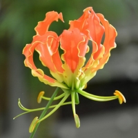 Gloriosa