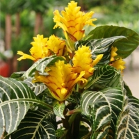 Aphelandra