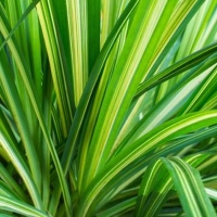 Pandanus