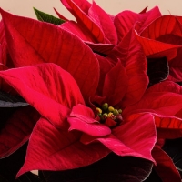 Poinsettia