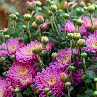 Chrysanthemum