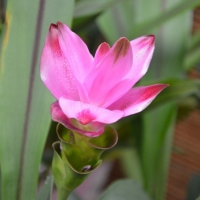 Curcuma