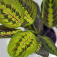 Maranta