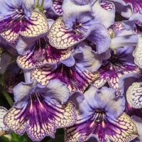 Streptocarpus