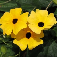 Thunbergia