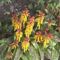 Lachenalia