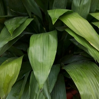 Aspidistra