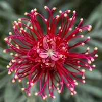 Grevillea