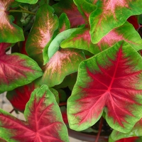 Caladium