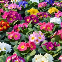 Primula