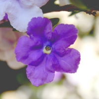 Brunfelsia