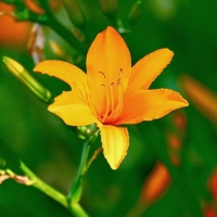 Lilium