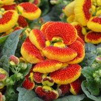 Calceolaria