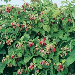 1 PIANTA DI LAMPONE ROSSO REGINA VARIETA' PRECOCE - Foto 9