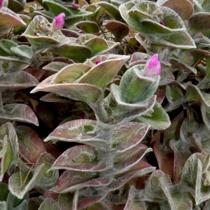 Coprisedia Piante Tropicali Fiori Foglie Barra Piastrellata