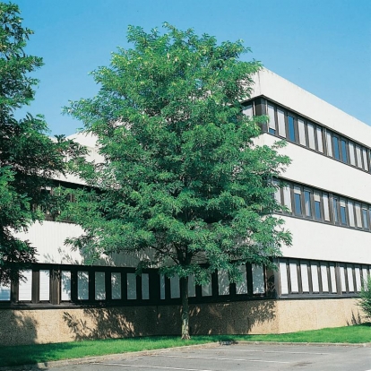 Robinia PSEUDOACACIA