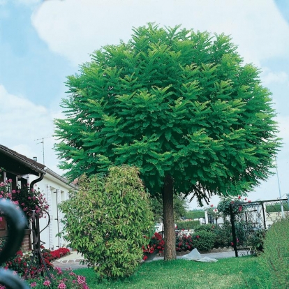 Robinia PSEUDOACACIA 'BESSONIANA'