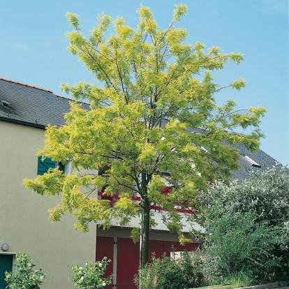 Robinia PSEUDOACACIA 'FRISIA'