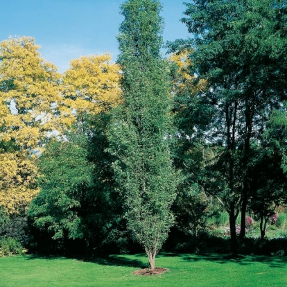 Robinia PSEUDOACACIA 'PYRAMIDALIS' = 'FASTIGIATA'