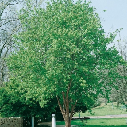 Acer BUERGERIANUM