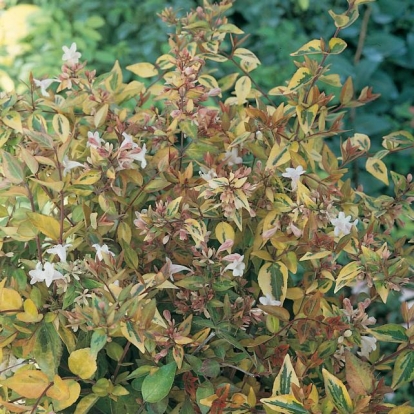 Abelia x GRANDIFLORA 'FRANCIS MASSON'