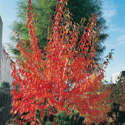 Acer GINNALA in autunno